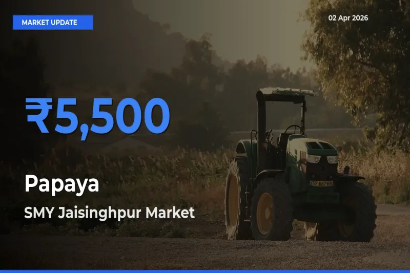 Papaya Mandi Rate Today: SMY Jaisinghpur Tops the List