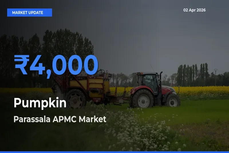 Market Watch: Parassala APMC Becomes Top Mandi for Pumpkin