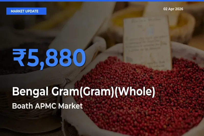 Boath APMC Tops Bengal Gram(Gram)(Whole) Rates – April 02 Market Update