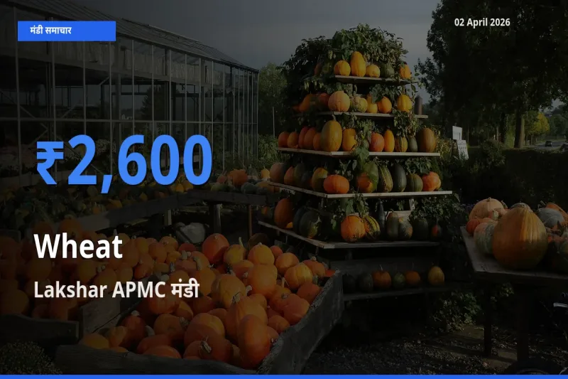 Lakshar APMC मंडी में गेहूँ ₹2,600 पर पहुँचा – आज का सर्वोच्च भाव