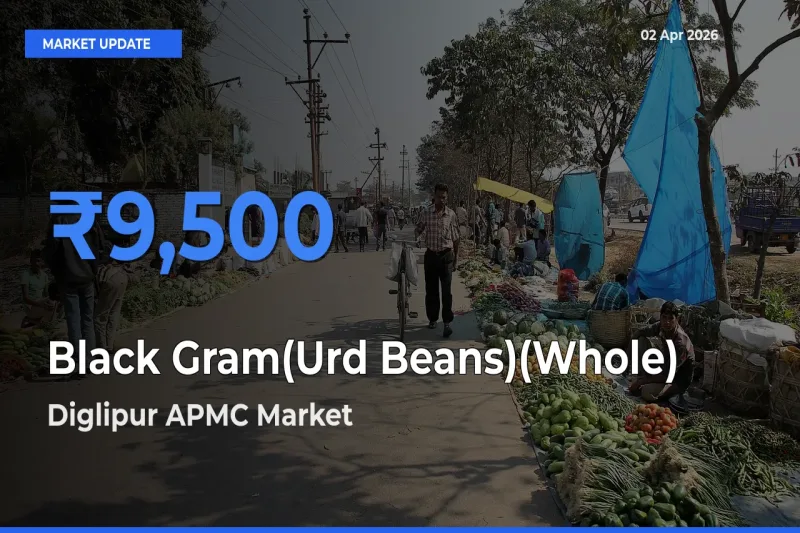 Diglipur APMC Emerges as Top Mandi for Black Gram(Urd Beans)(Whole) Prices Today