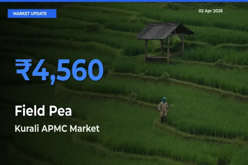 Kurali APMC Tops Field Pea Mandi Rates Today