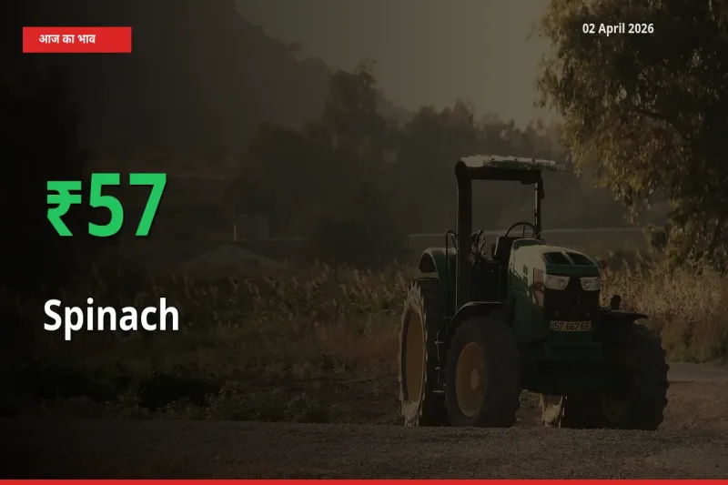 पालक के दाम प्रमुख मंडी में 57.47% बढ़े, 24 घंटे में बड़ा बदलाव