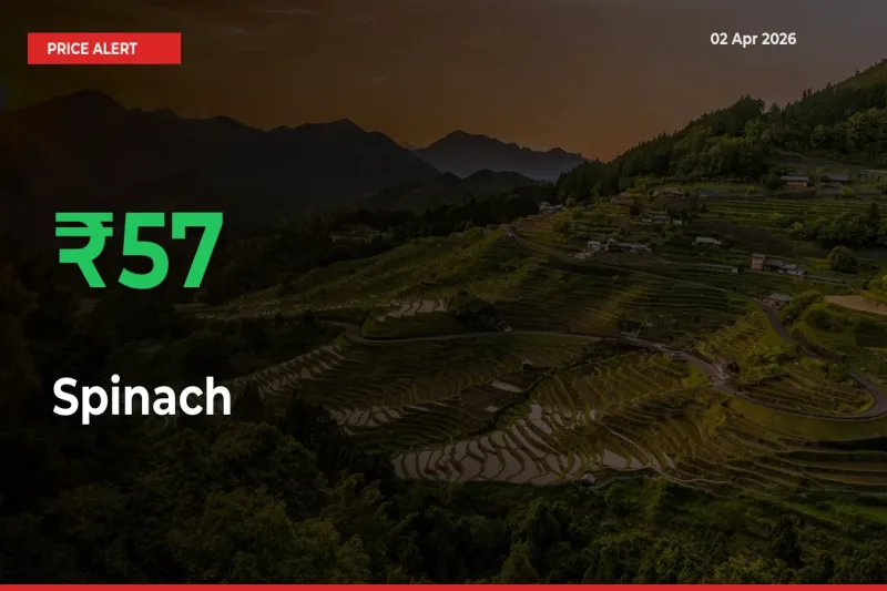 Why Spinach Prices Rose 57.47% in a Day at Mandis