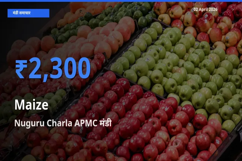 बाज़ार संकेत: Nuguru Charla APMC बना मक्का के लिए आज की टॉप मंडी