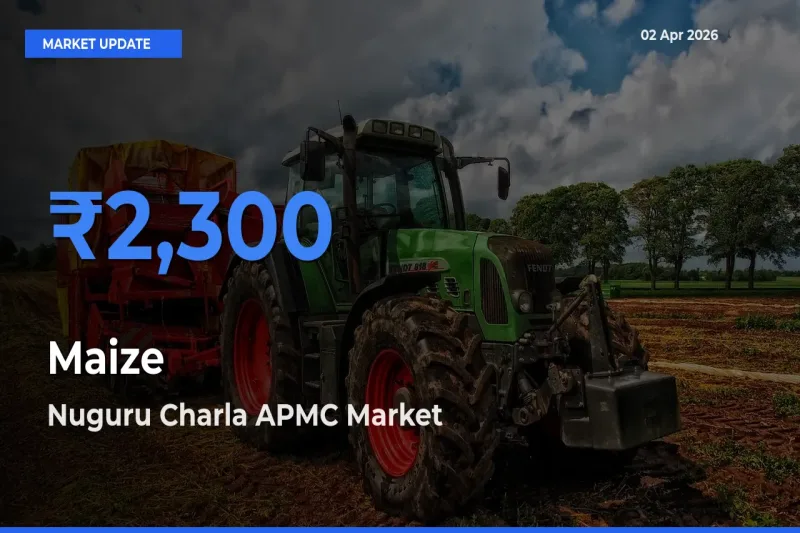 Top Performer! Nuguru Charla APMC Offers Best Maize Price Today