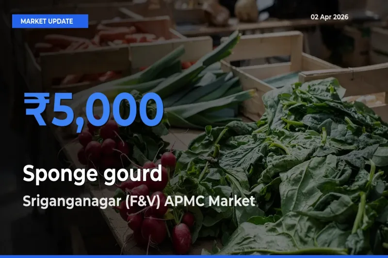 Top Performer! Sriganganagar (F&V) APMC Offers Best Sponge gourd Price Today