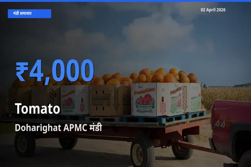 02 April अपडेट: टमाटर के सबसे ऊँचे दाम Doharighat APMC मंडी में