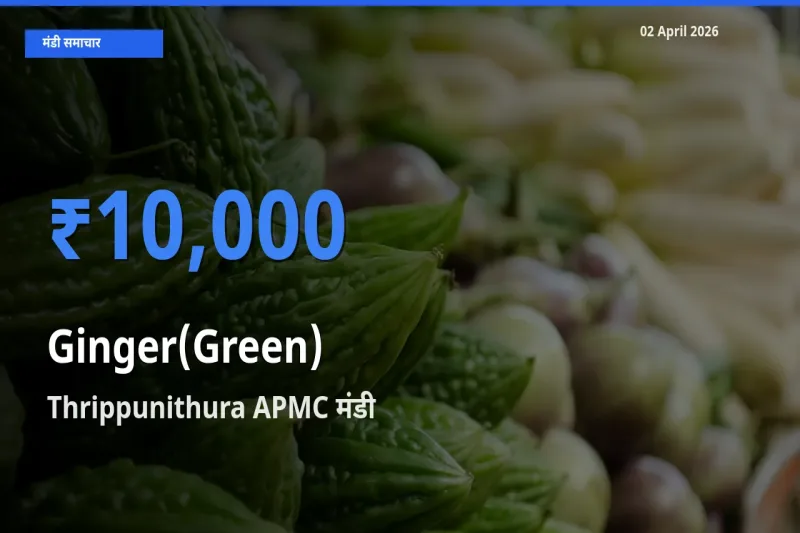 Thrippunithura APMC मंडी में आज अदरक (हरा) के सबसे ऊँचे दाम दर्ज