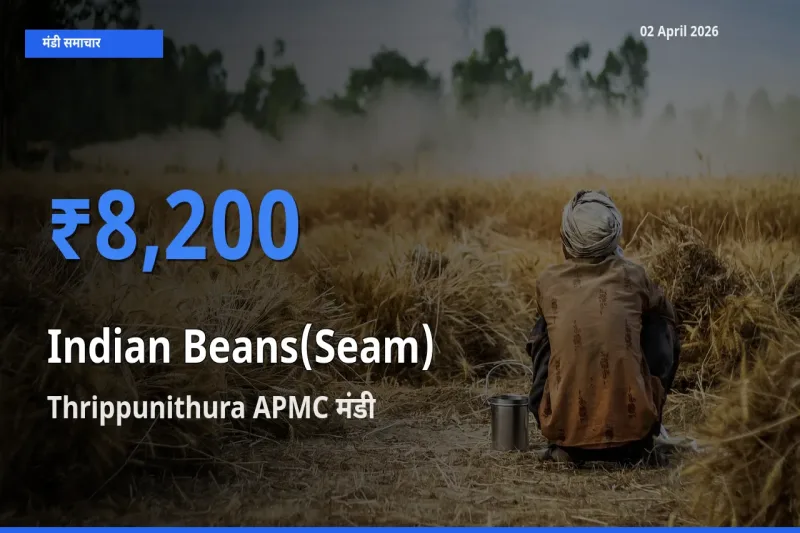 आज सेम (देशी) के सबसे ऊँचे दाम ₹8,200 Thrippunithura APMC मंडी में