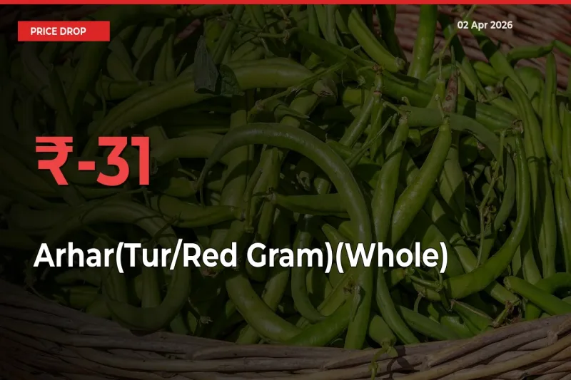 Sudden Shock! Arhar(Tur/Red Gram)(Whole) Drops 31.21% in 24 Hours at Top Mandis