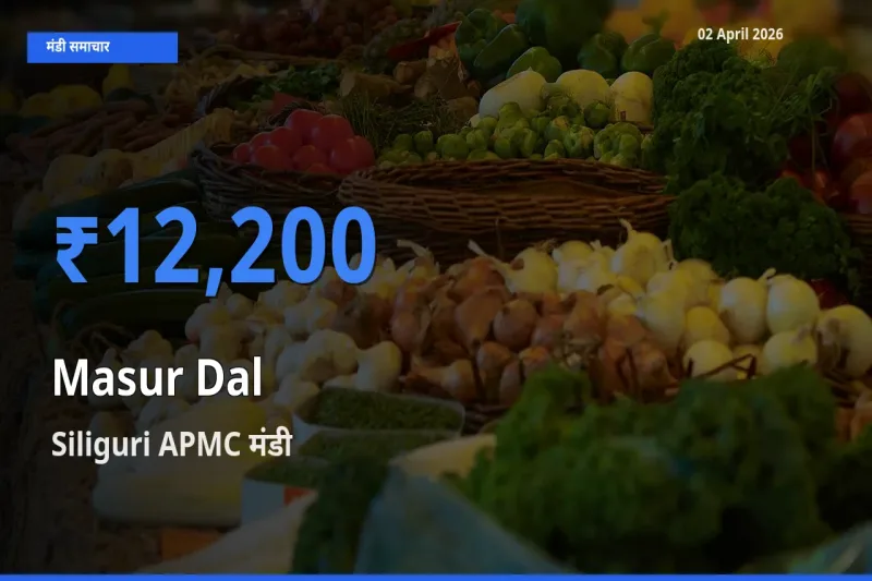 आज मसूर दाल के सबसे ज़्यादा दाम Siliguri APMC मंडी में दर्ज