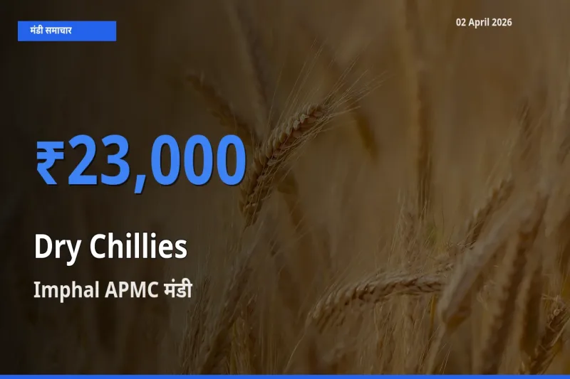 आज सूखी लाल मिर्च के सबसे ज़्यादा दाम Imphal APMC मंडी में दर्ज