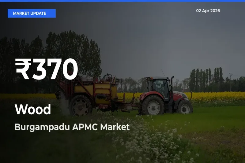 Farmers Concerned as Wood Hits 30-Day Low in Burgampadu APMC