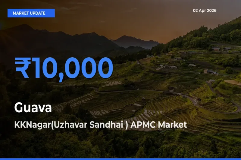 Farmers Prefer KKNagar(Uzhavar Sandhai ) APMC as Guava Hits Highest Rate