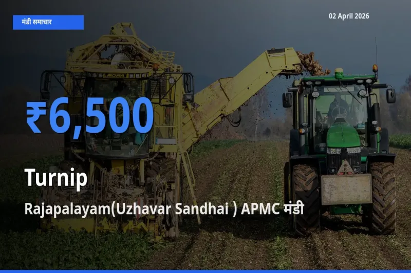 टॉप मंडी बना Rajapalayam(Uzhavar Sandhai ) APMC! शलजम के सबसे ऊँचे दाम यहीं दर्ज