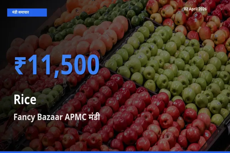किसानों की पसंद बना Fancy Bazaar APMC, चावल के सबसे अच्छे दाम
