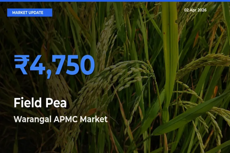 Warangal APMC Emerges as Top Mandi for Field Pea Prices Today