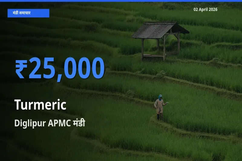 किसानों की पसंद बना Diglipur APMC, हल्दी के सबसे अच्छे दाम