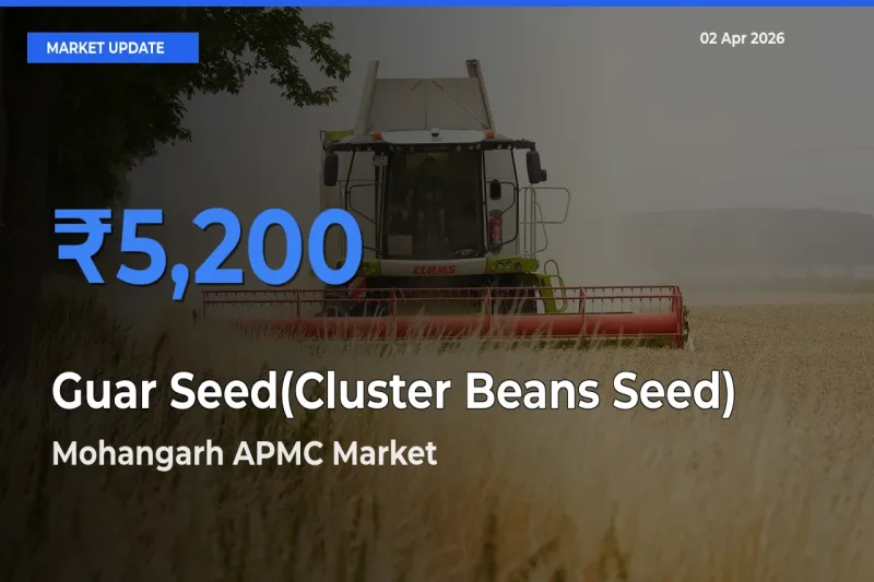 Mohangarh APMC Offers ₹5,200 – Highest Guar Seed(Cluster Beans Seed) Rate Today
