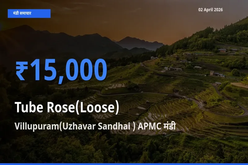 Villupuram(Uzhavar Sandhai ) APMC मंडी में रजनीगंधा (ढीला) ₹15,000 पर पहुँचा – आज का सर्वोच्च भाव