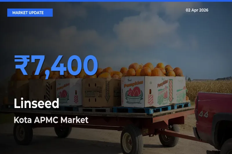 Kota APMC Tops Linseed Mandi Rates Today