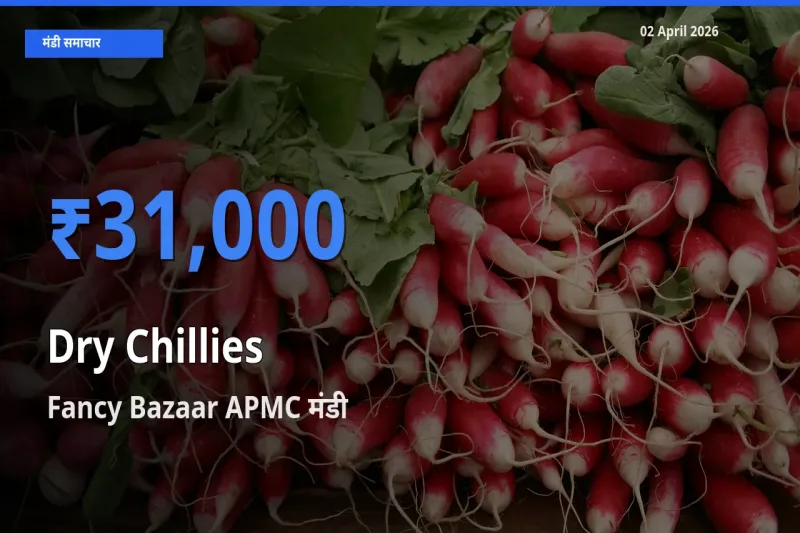 आज का मंडी भाव: सूखी लाल मिर्च के सबसे ज़्यादा दाम Fancy Bazaar APMC में
