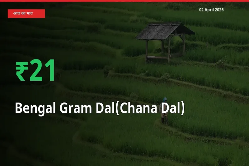 अचानक तेजी! मंडी में चना दाल के दाम 21.42% चढ़े