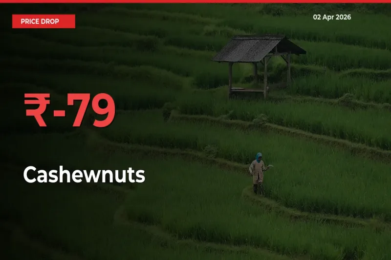 Sharp Fall! Cashewnuts Prices Plunge 78.79% in a Day at Key Mandis