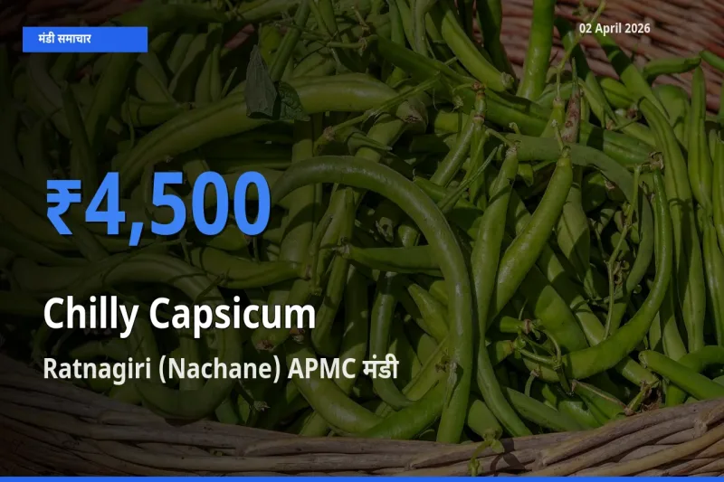 02 April अपडेट: हरी शिमला मिर्च के सबसे ऊँचे दाम Ratnagiri (Nachane) APMC मंडी में