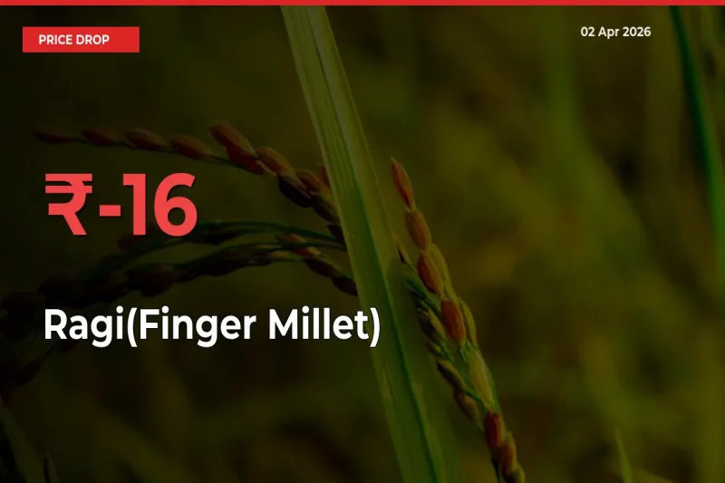 Why Ragi(Finger Millet) Prices Fell 15.55% in a Day at Mandis