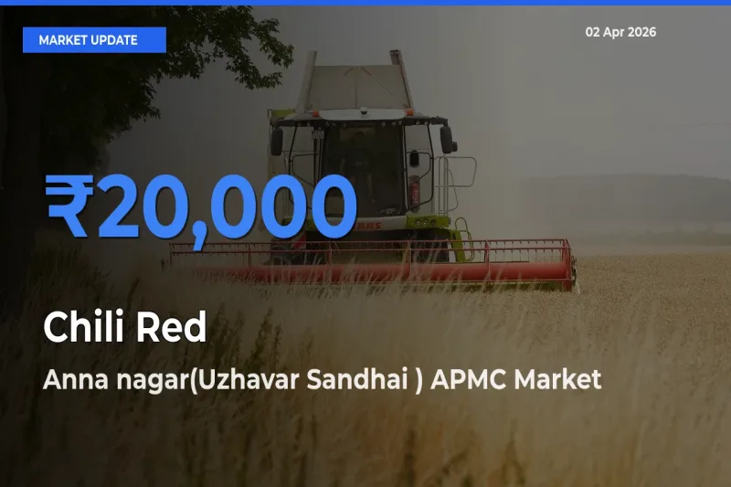 Anna nagar(Uzhavar Sandhai ) APMC Tops Chili Red Rates – April 02 Market Update
