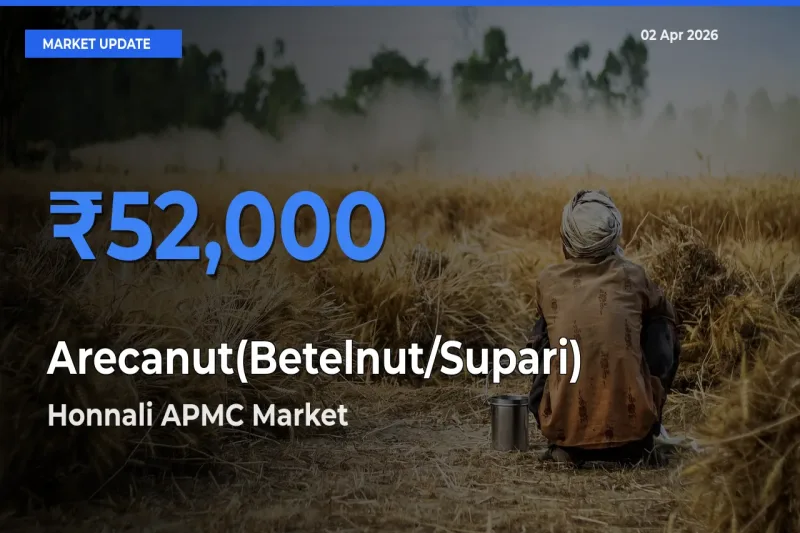 Top Performer! Honnali APMC Offers Best Arecanut(Betelnut/Supari) Price Today
