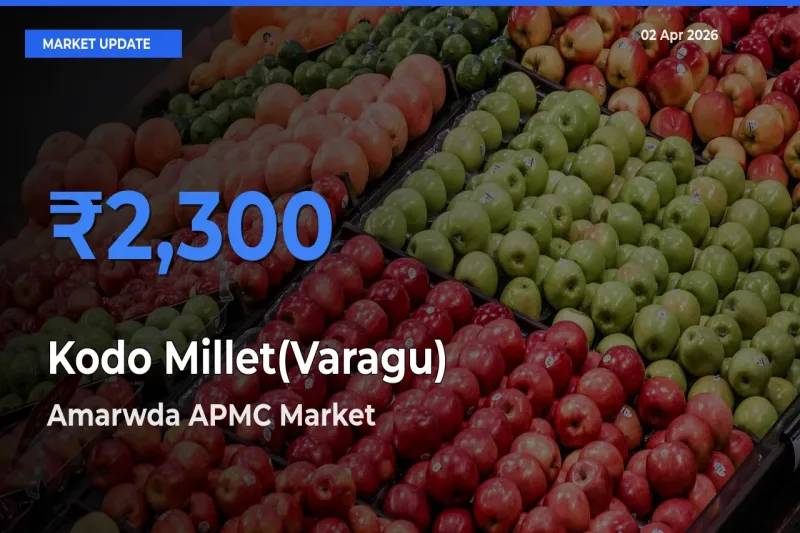Amarwda APMC Leads as Top Mandi for Kodo Millet(Varagu) Prices
