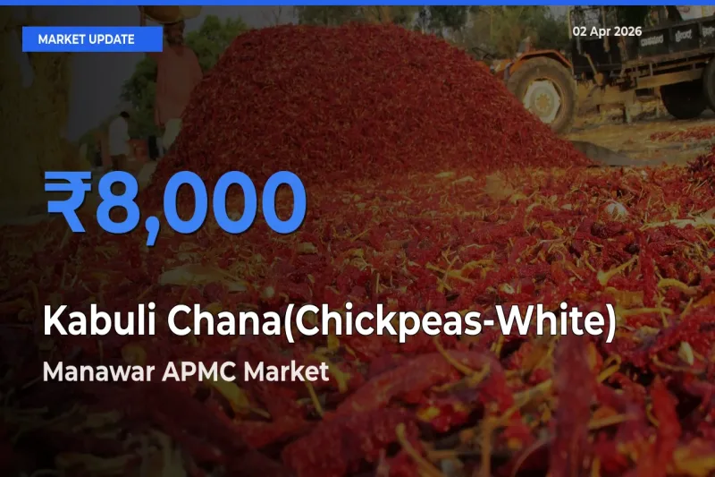 Manawar APMC Tops Kabuli Chana(Chickpeas-White) Mandi Rates Today