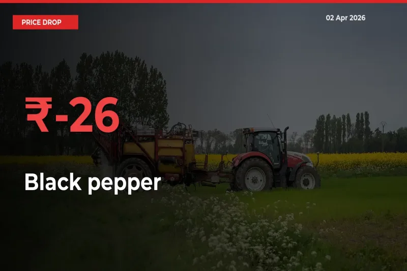 25.63% Drop in Black pepper Prices – Mandi Sees Sudden Fall