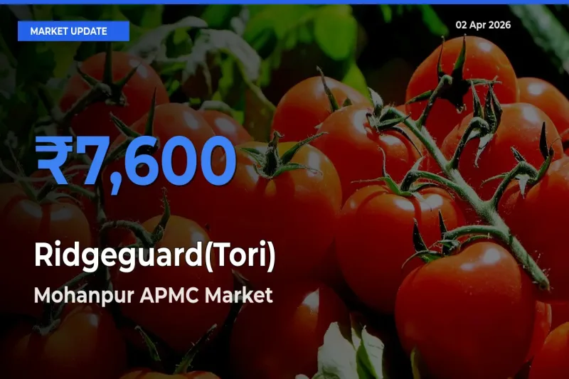 Mohanpur APMC Records Highest ₹7,600 Rate for Ridgeguard(Tori)