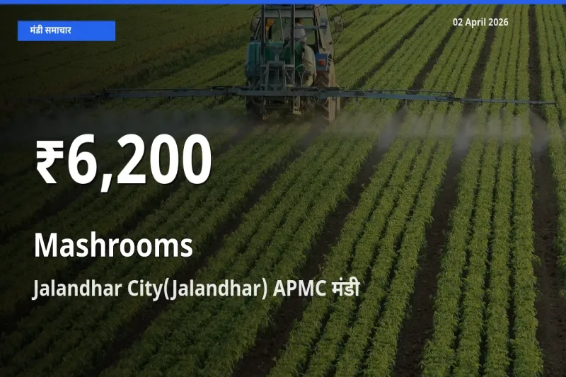 किसानों के लिए चिंता का विषय? मशरूम के दाम Jalandhar City(Jalandhar) APMC में 30 दिन के न्यूनतम स्तर पर
