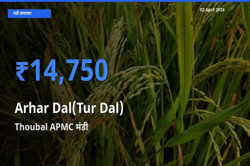 टॉप मंडी बना Thoubal APMC! अरहर दाल के सबसे ऊँचे दाम यहीं दर्ज