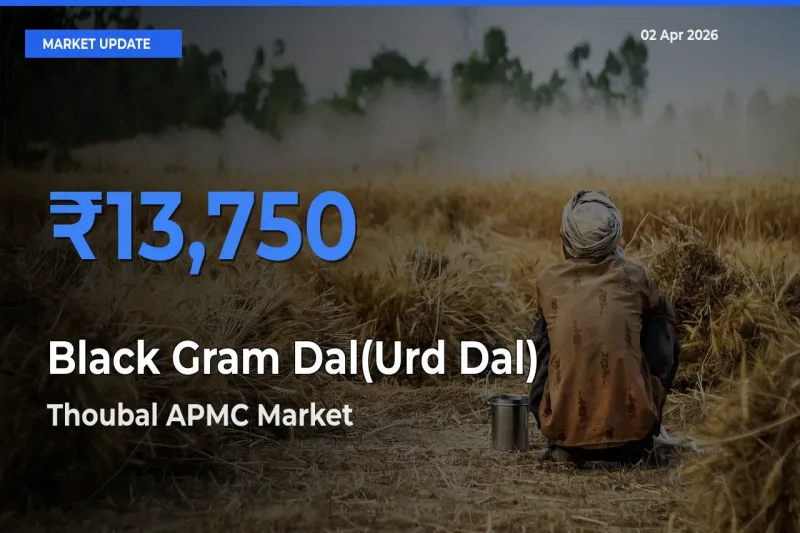 Thoubal APMC Records Highest ₹13,750 Rate for Black Gram Dal(Urd Dal)