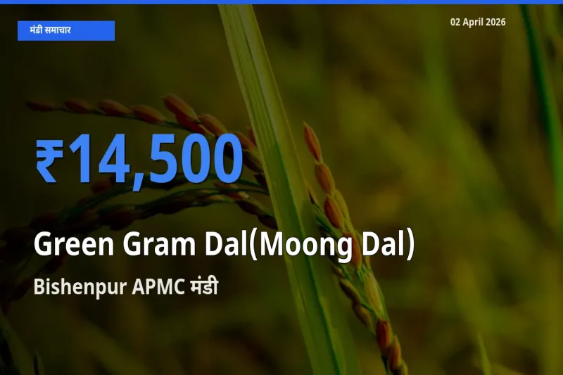आज मूंग दाल के सबसे ज़्यादा दाम Bishenpur APMC मंडी में दर्ज