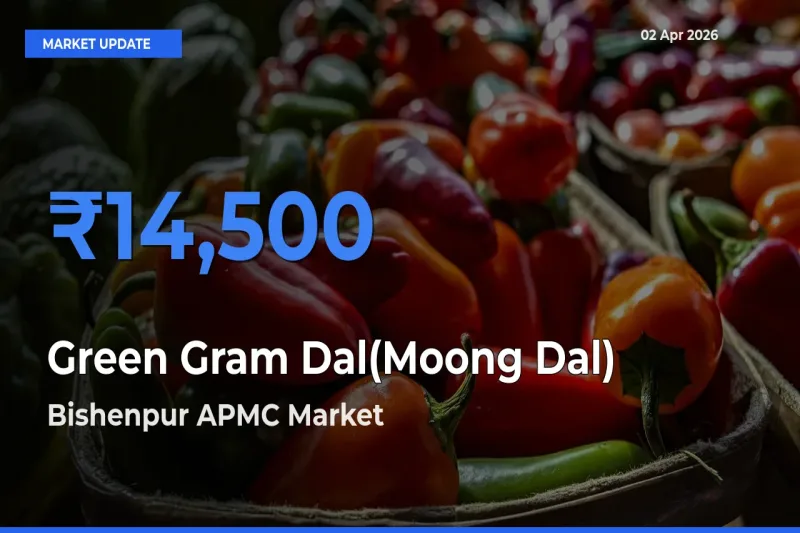 Bishenpur APMC Offers ₹14,500 – Highest Green Gram Dal(Moong Dal) Rate Today