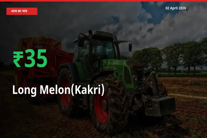 आज का मंडी भाव: ककड़ी के दाम मंडी में 34.63% ऊपर