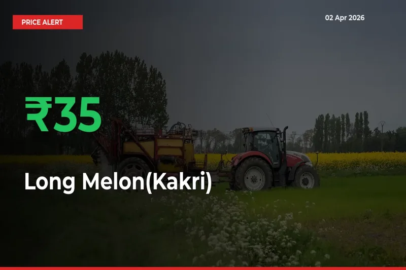 Long Melon(Kakri) Prices Rise 34.63% in a Day at Major Mandis