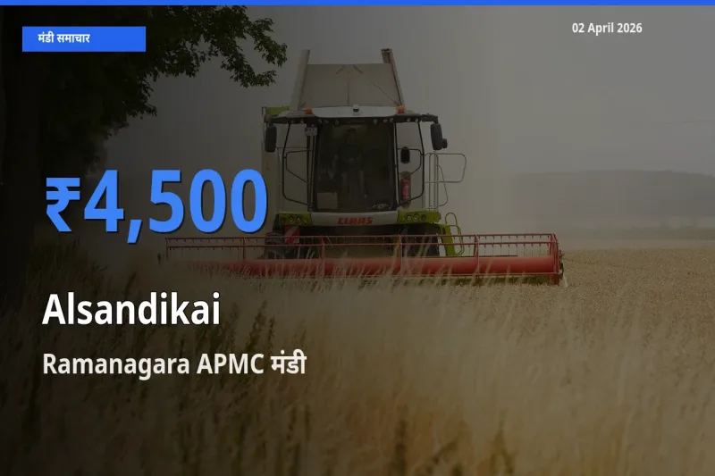 बाज़ार संकेत: Ramanagara APMC बना लोबिया (चावली) की फली के लिए आज की टॉप मंडी
