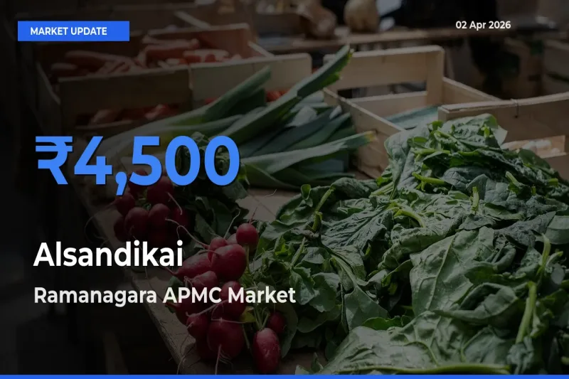 Ramanagara APMC Emerges as Top Mandi for Alsandikai Prices Today
