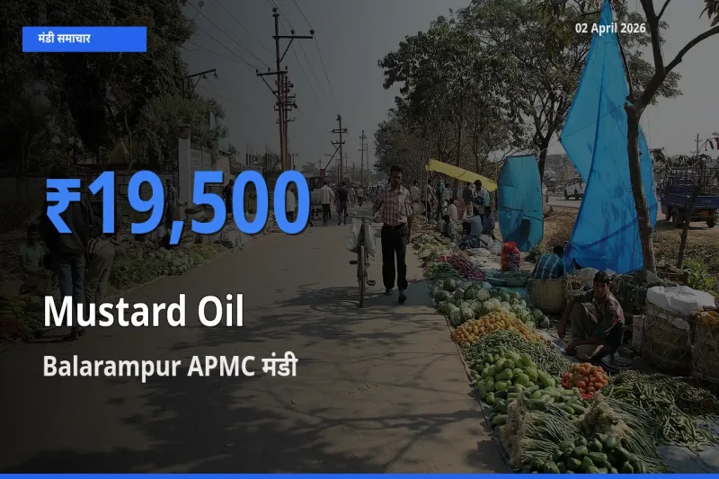 Balarampur APMC मंडी में सरसों का तेल ₹19,500 पर पहुँचा – आज का सर्वोच्च भाव