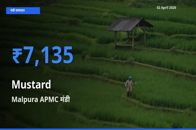 02 April अपडेट: सरसों के सबसे ऊँचे दाम Malpura APMC मंडी में