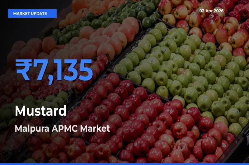Malpura APMC Leads as Top Mandi for Mustard Prices