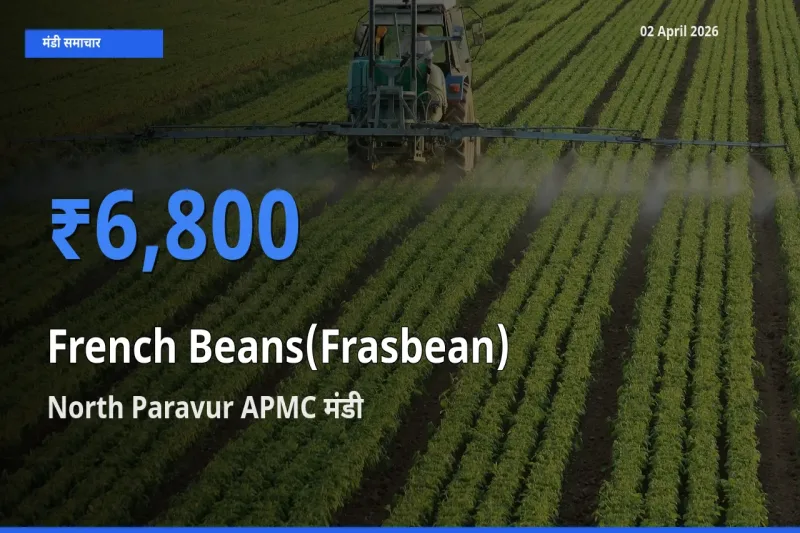 North Paravur APMC मंडी में आज फ़्रेंच बीन्स (फ़्रासबीन) के सबसे ऊँचे दाम दर्ज